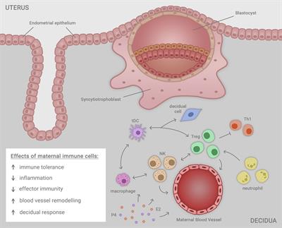 Endocrine Disruptor Compounds—A Cause of Impaired Immune Tolerance Driving Inflammatory Disorders of Pregnancy?